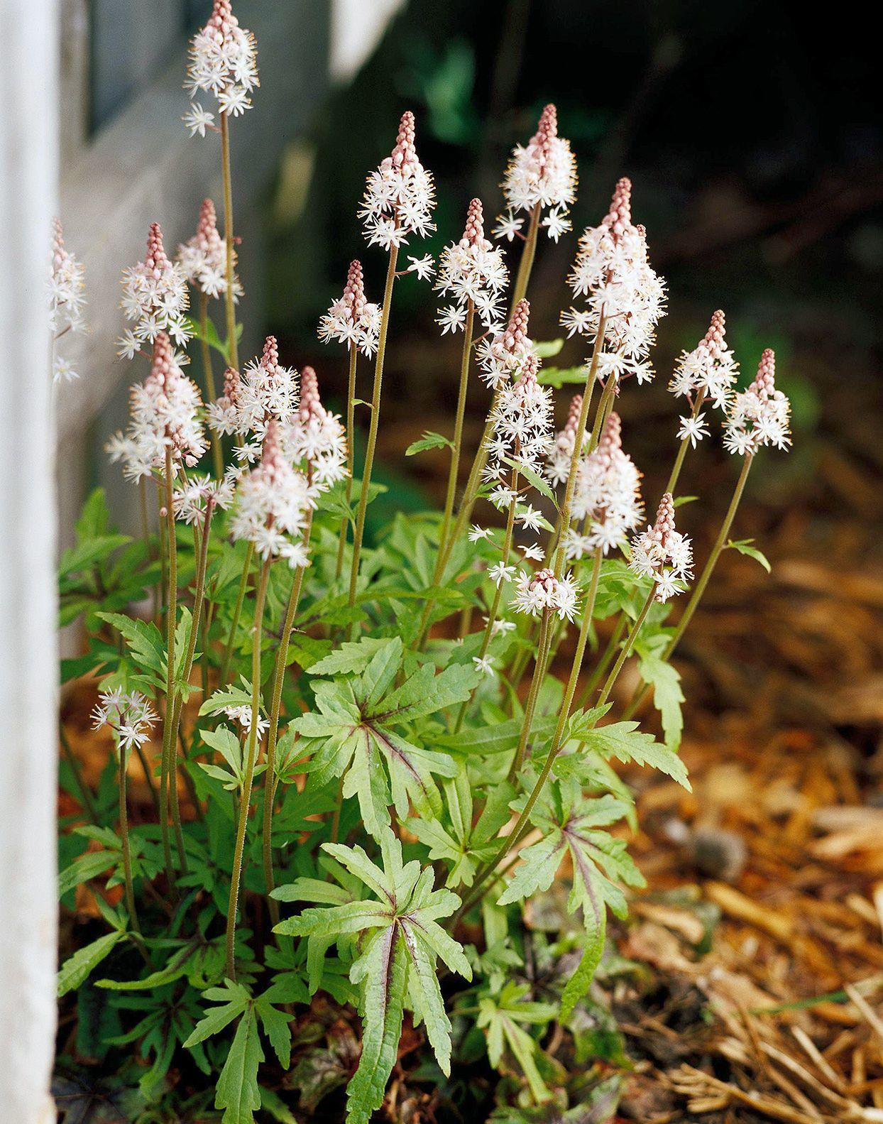 Tiarella X Cordifolia 27elizabeth Oliver 27 7 E6d98875 0a4f 428f 9ab2 A3fd7135dde8 from www redcrocus com