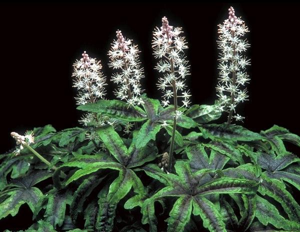 Tiarella X Cordifolia 27elizabeth Oliver 27 8 Ca5749b2 359d 448a 9a88 8cb256c37d05 from www redcrocus com