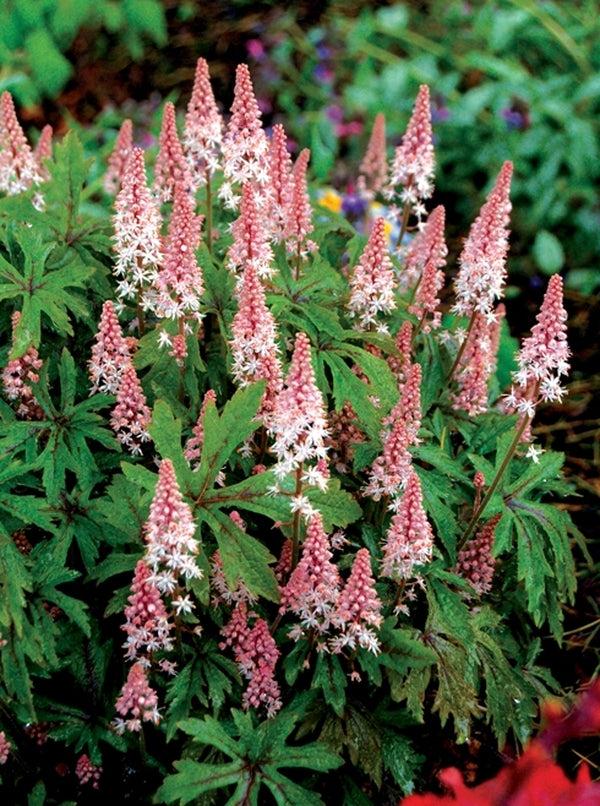 Tiarella X Cordifolia 27elizabeth Oliver 27 9 70502923 21b3 405d A115 E4c53be7b0bf from www redcrocus com