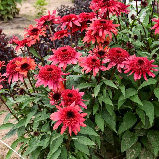 Echinacea 'double Dipped Raspberry Ripple' - View 10 from www redcrocus com
