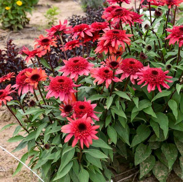 Echinacea 'double Dipped Raspberry Ripple' - View 14 from www redcrocus com
