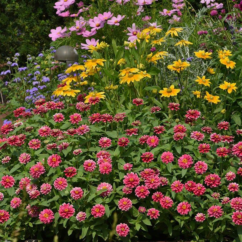 Echinacea 'double Dipped Raspberry Ripple' - View 18 from www redcrocus com