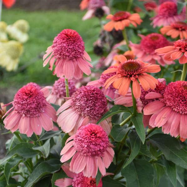 Echinacea 'double Dipped Raspberry Ripple' - View 19 from www redcrocus com