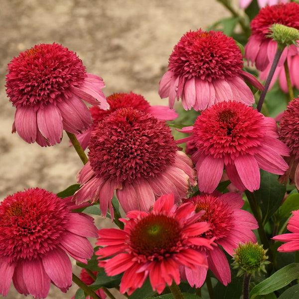 Echinacea 'double Dipped Raspberry Ripple' - View 24 from www redcrocus com