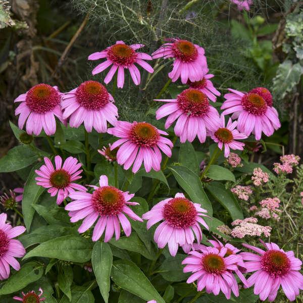 Echinacea 'double Dipped Raspberry Ripple' - View 29 from www redcrocus com
