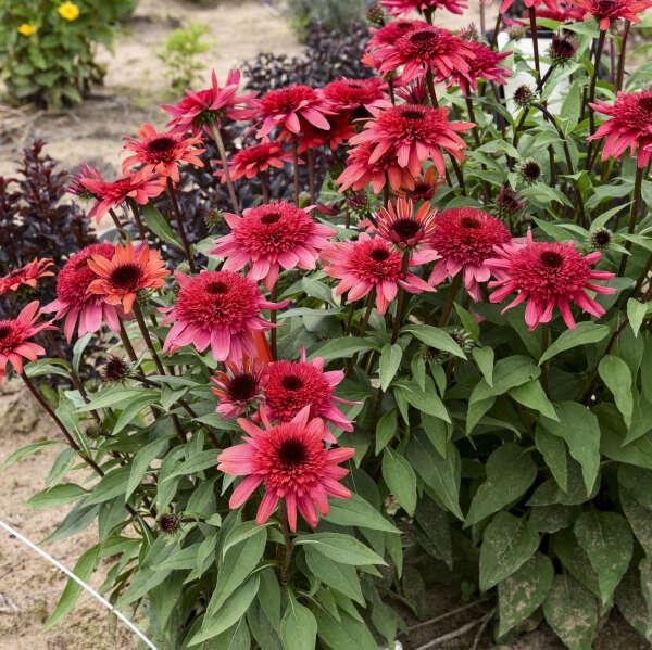 Echinacea 'double Dipped Raspberry Ripple' - View 2 from www redcrocus com