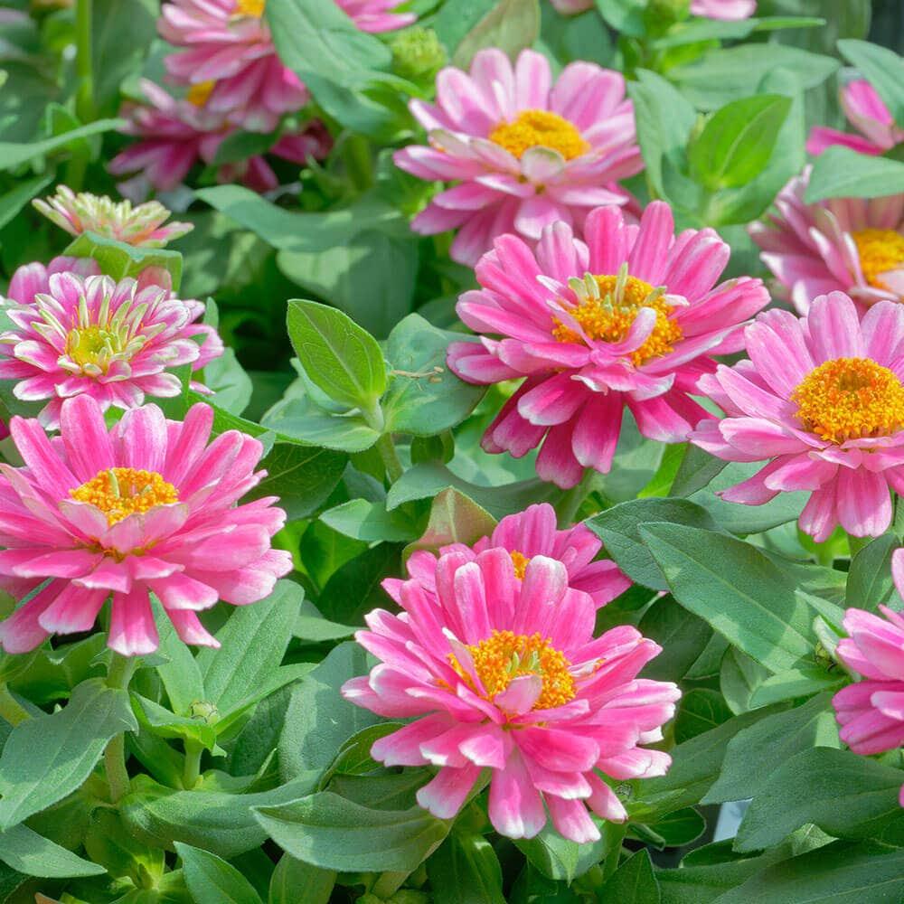 Echinacea 'double Dipped Raspberry Ripple' - View 31 from www redcrocus com