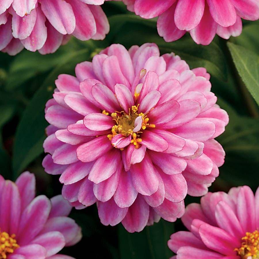 Echinacea 'double Dipped Raspberry Ripple' - View 32 from www redcrocus com
