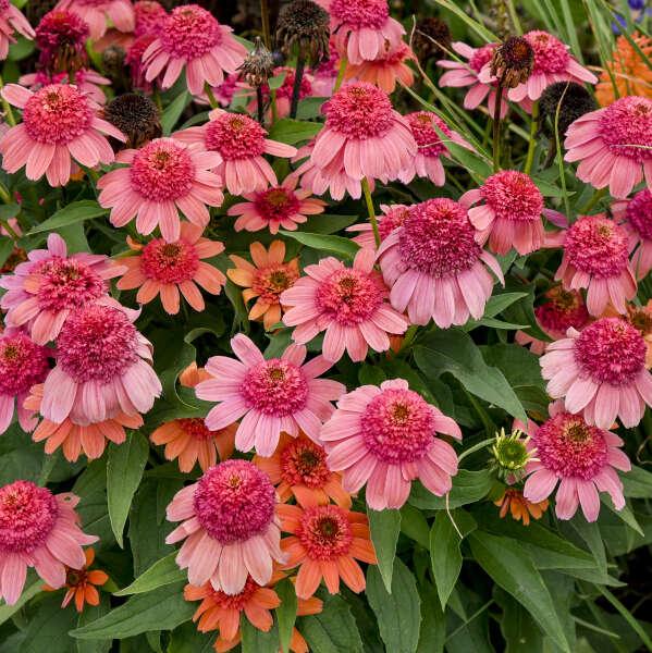Echinacea 'double Dipped Raspberry Ripple' - View 33 from www redcrocus com
