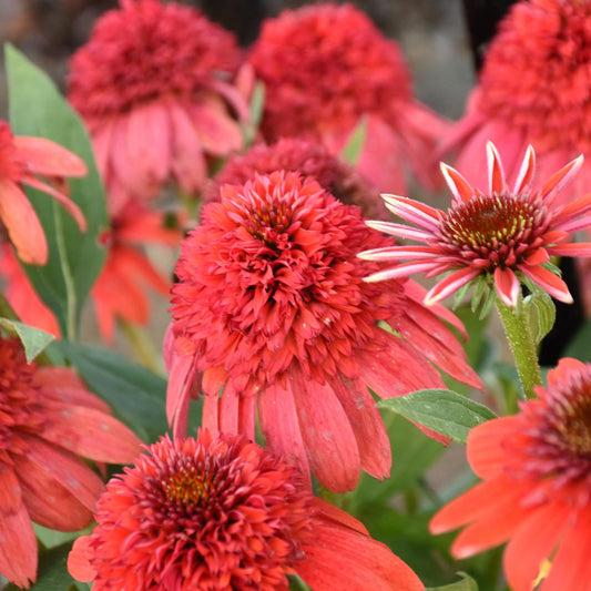 Echinacea 'double Dipped Raspberry Ripple' - View 35 from www redcrocus com