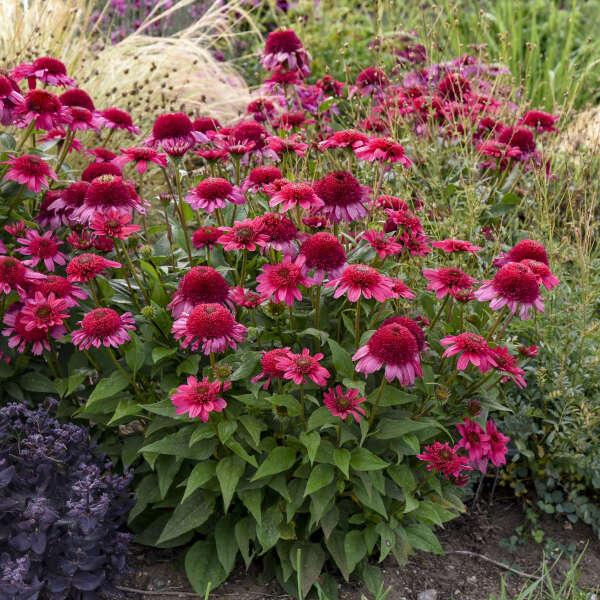 Echinacea 'double Dipped Raspberry Ripple' - View 6 from www redcrocus com
