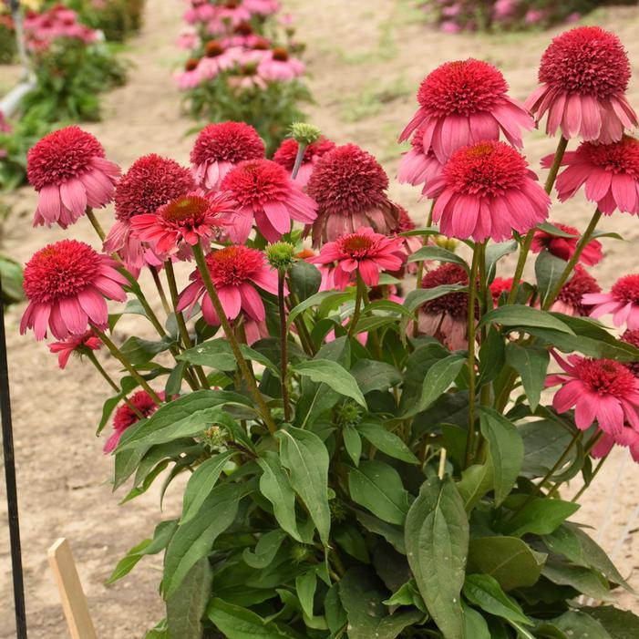 Echinacea 'double Dipped Raspberry Ripple' - View 7 from www redcrocus com
