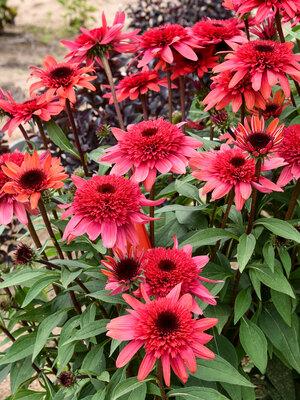 Echinacea 'double Dipped Raspberry Ripple' - View 8 from www redcrocus com