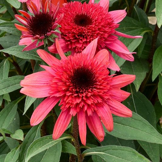 Echinacea 'double Dipped Raspberry Ripple' - View 9 from www redcrocus com