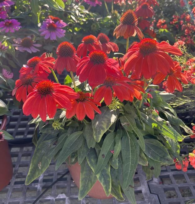 Echinacea 27guatemala Papaya 27 11 9e2d3be0 0532 431d 9ba1 67ad05f76a03 from www redcrocus com