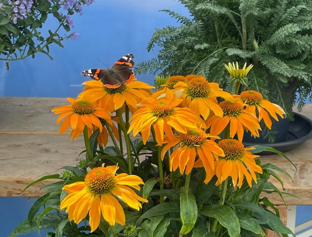 Echinacea 27guatemala Papaya 27 12 99723c8f Cefe 443f B6f7 4335d1d350e8 from www redcrocus com