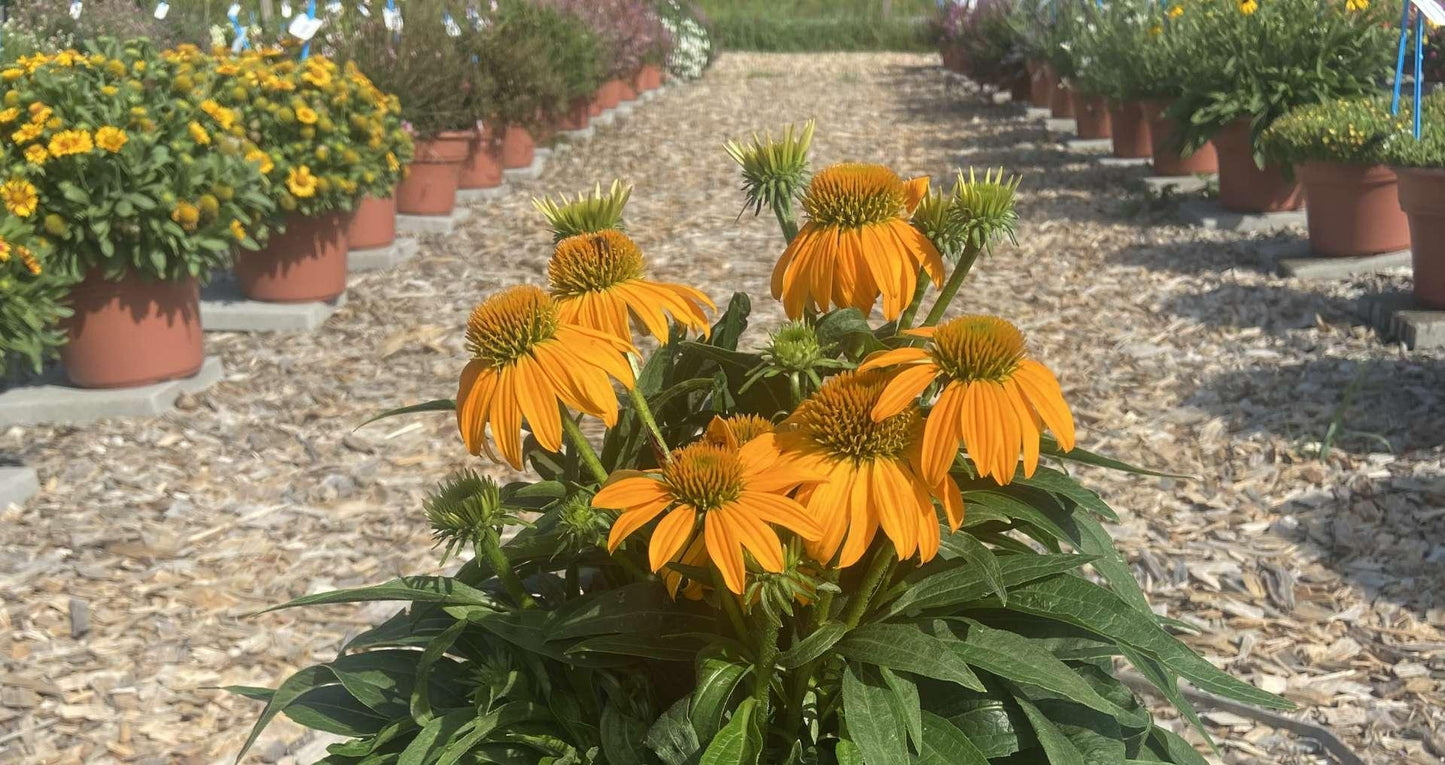 Echinacea 27guatemala Papaya 27 13 A1e67a69 Dfc0 405c 85c9 73ee179f3099 from www redcrocus com