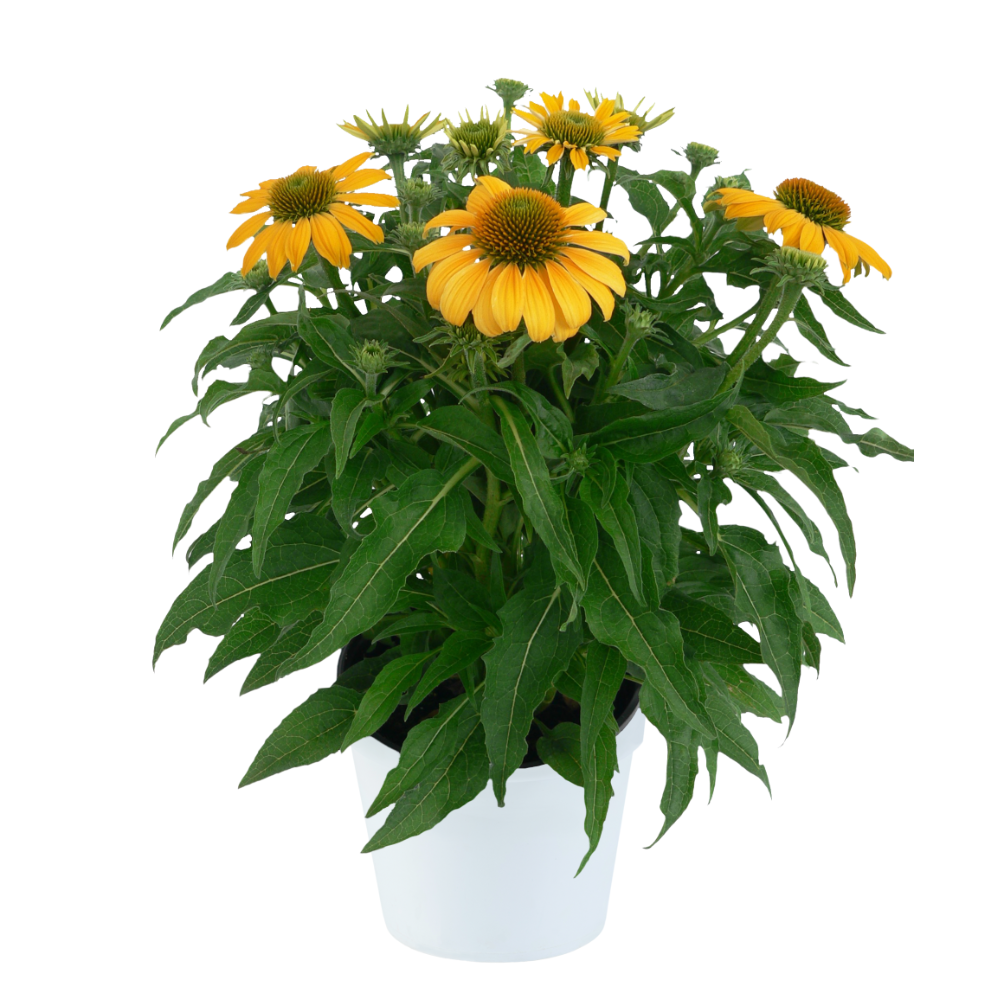 Echinacea 27guatemala Papaya 27 14 356ac825 D6bf 40b4 8a29 80451431e4a7 from www redcrocus com
