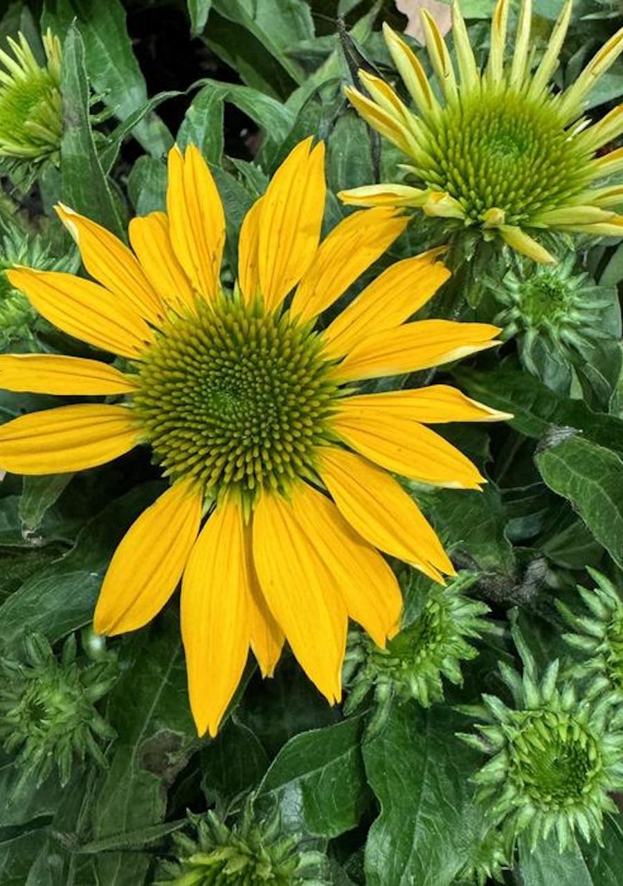 Echinacea 27guatemala Papaya 27 15 Bc1a1389 8d3b 4e01 9db2 5a345041d53f from www redcrocus com