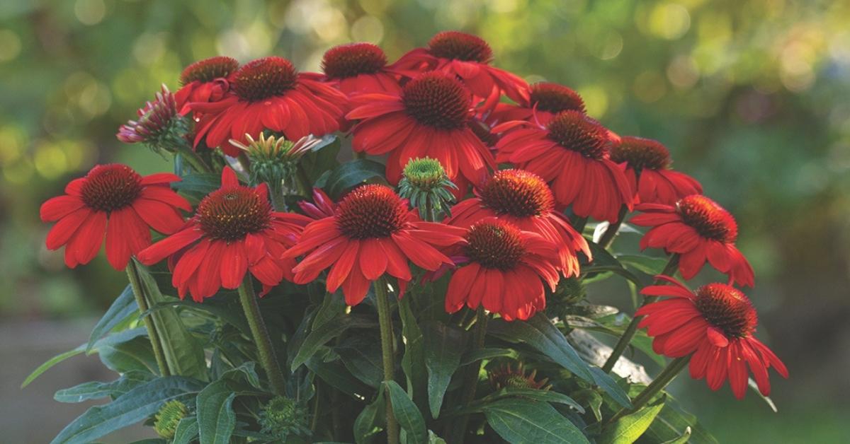 Echinacea 27guatemala Papaya 27 17 F9996f25 361a 4cf1 Bfc8 Eadca5152fdf from www redcrocus com