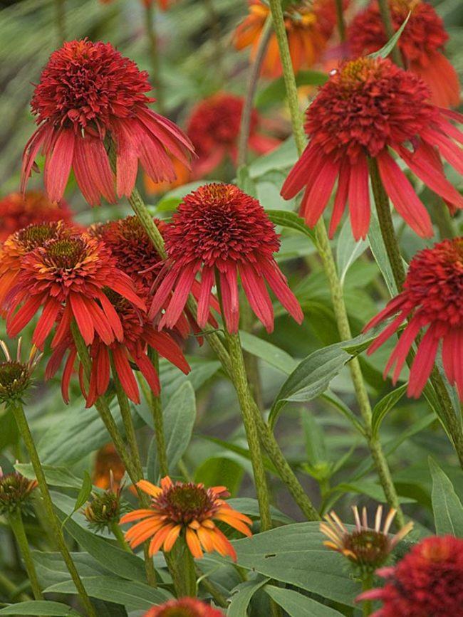 Echinacea 27guatemala Papaya 27 19 843e5d1e 7626 4054 A359 0821e52b76c3 from www redcrocus com