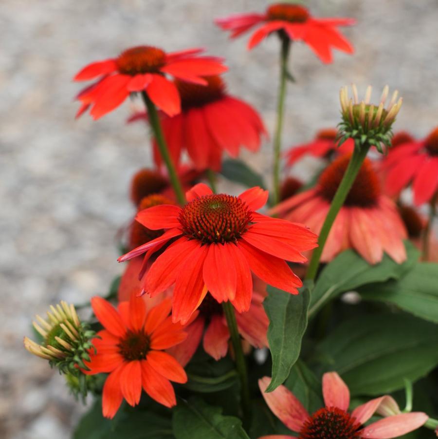 Echinacea 27guatemala Papaya 27 1 Edcc7c6c 0b07 4825 9cb7 572cf2f529b3 from www redcrocus com