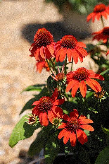 Echinacea 27guatemala Papaya 27 20 F6b99a01 90d9 40dd 95ac 89a254fce228 from www redcrocus com