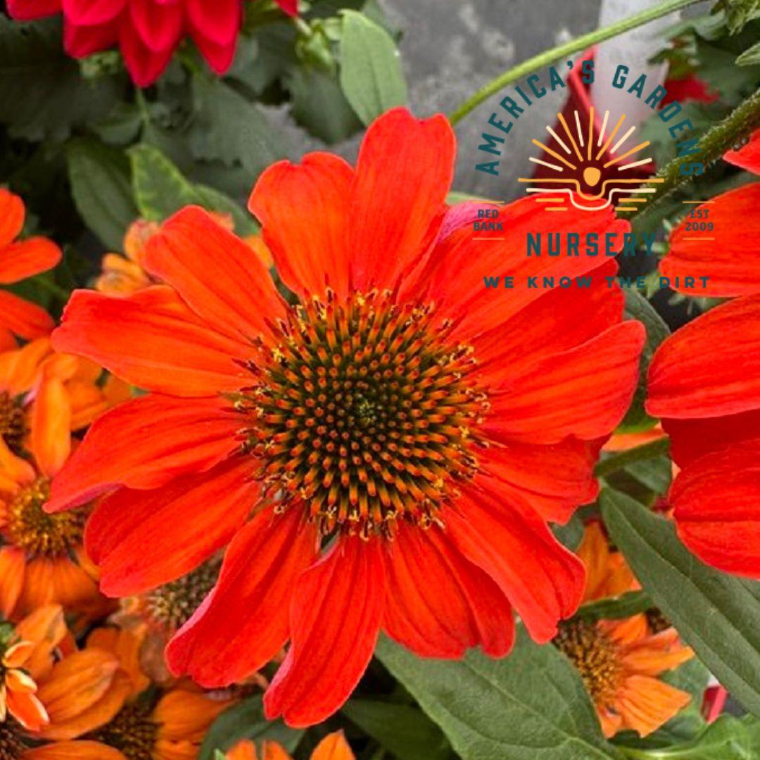 Echinacea 27guatemala Papaya 27 2 D496d387 Bd39 4ef9 8706 Fa4844602819 from www redcrocus com