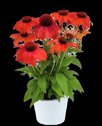 Echinacea 27guatemala Papaya 27 3 B30b204c E6d5 45bd Bc6b 6719c03ba35b from www redcrocus com