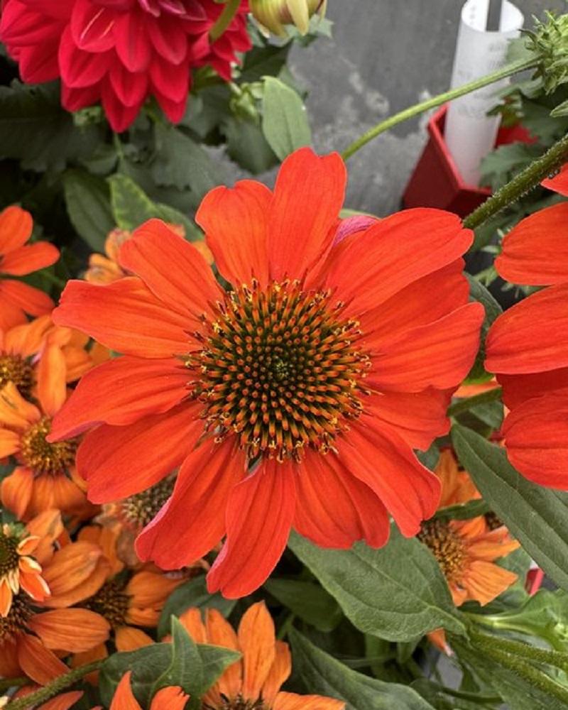 Echinacea 27guatemala Papaya 27 4 249708c8 B75a 4a16 959a 443010d9b837 from www redcrocus com