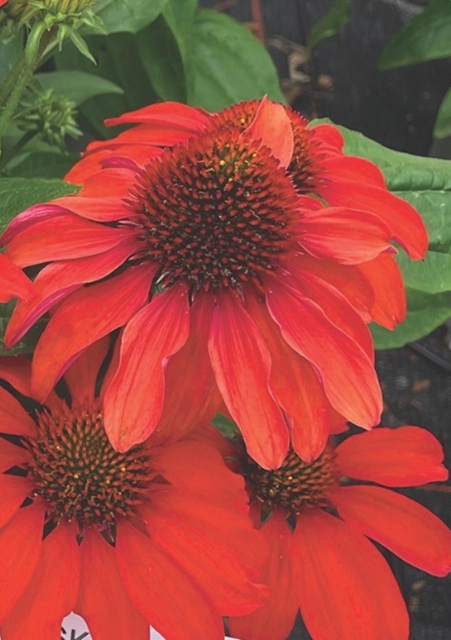 Echinacea 27guatemala Papaya 27 5 230e5fc5 360e 4a80 8612 48e0f23d43b3 from www redcrocus com
