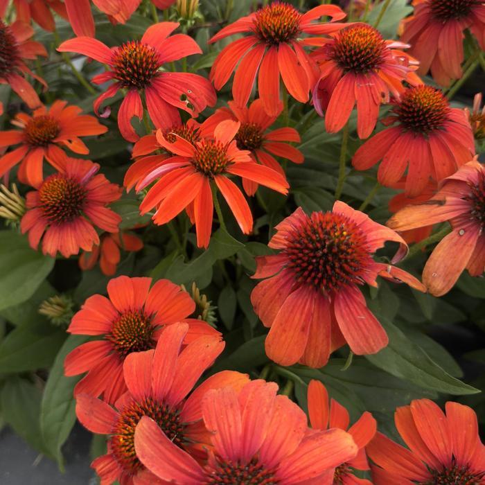 Echinacea 27guatemala Papaya 27 6 B19fef32 F15f 41cd 9a18 71e9334175a2 from www redcrocus com