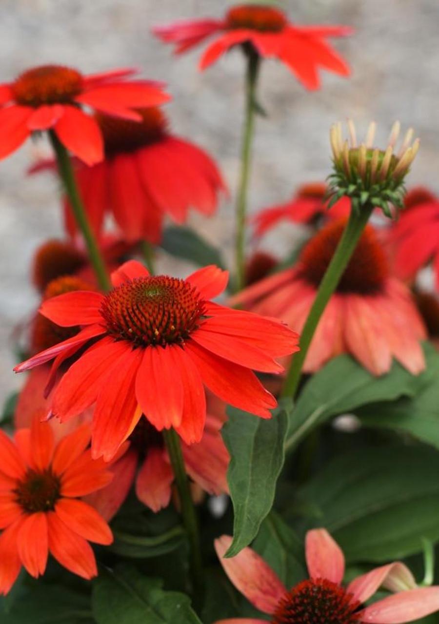 Echinacea 27guatemala Papaya 27 7 A35291e9 F0ec 428c A88c F249e4aba9fd from www redcrocus com