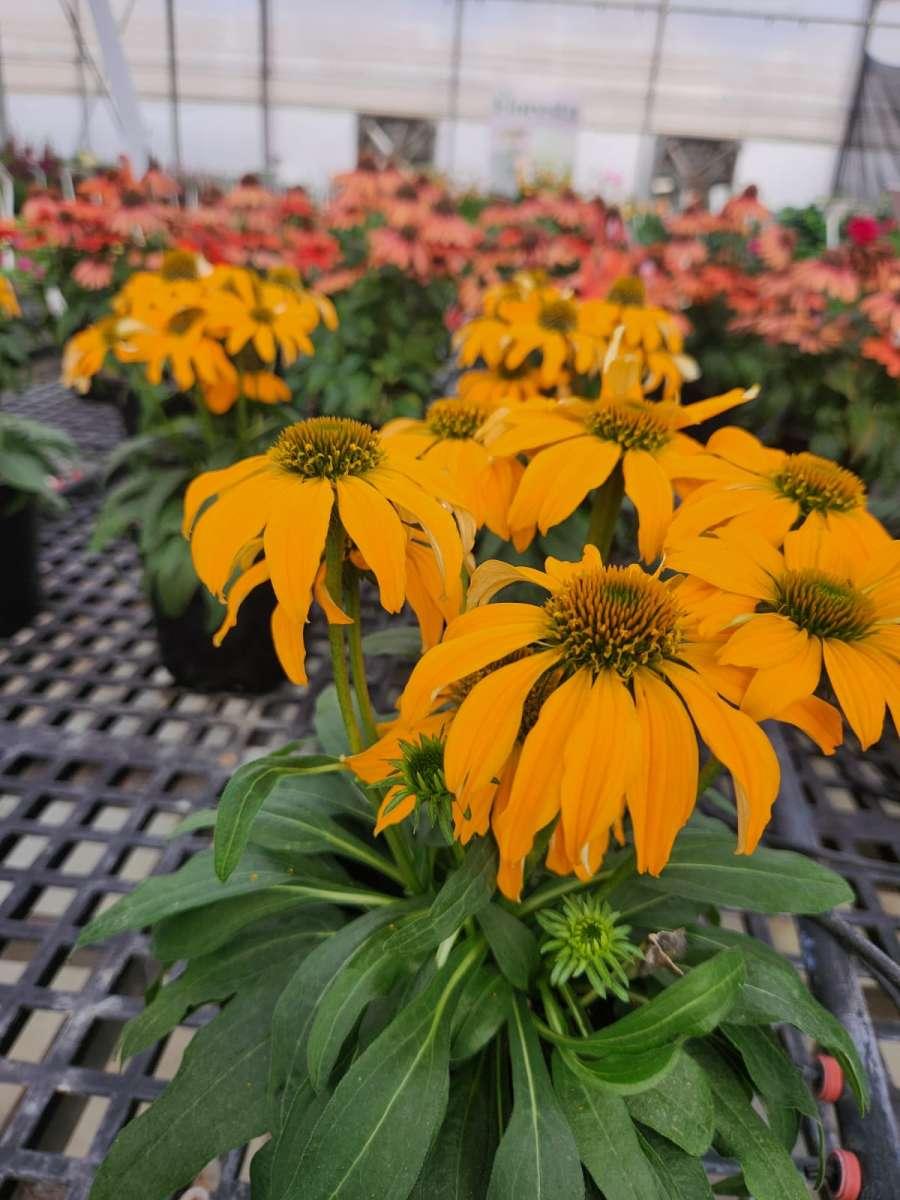 Echinacea 27guatemala Papaya 27 8 8b1be013 403e 48b1 B95a Dcbe2ae4d20f from www redcrocus com