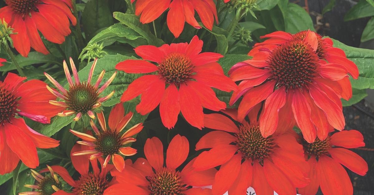 Echinacea 27guatemala Papaya 27 9 4fc40521 6e46 4caa B176 32a9fa54beb4 from www redcrocus com