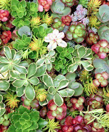 Sedum Assorted Tile - View 10 from www redcrocus com