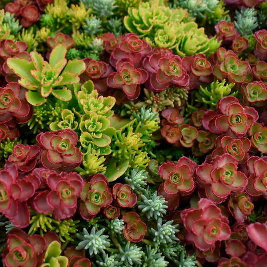 Sedum Assorted Tile - View 1 from www redcrocus com