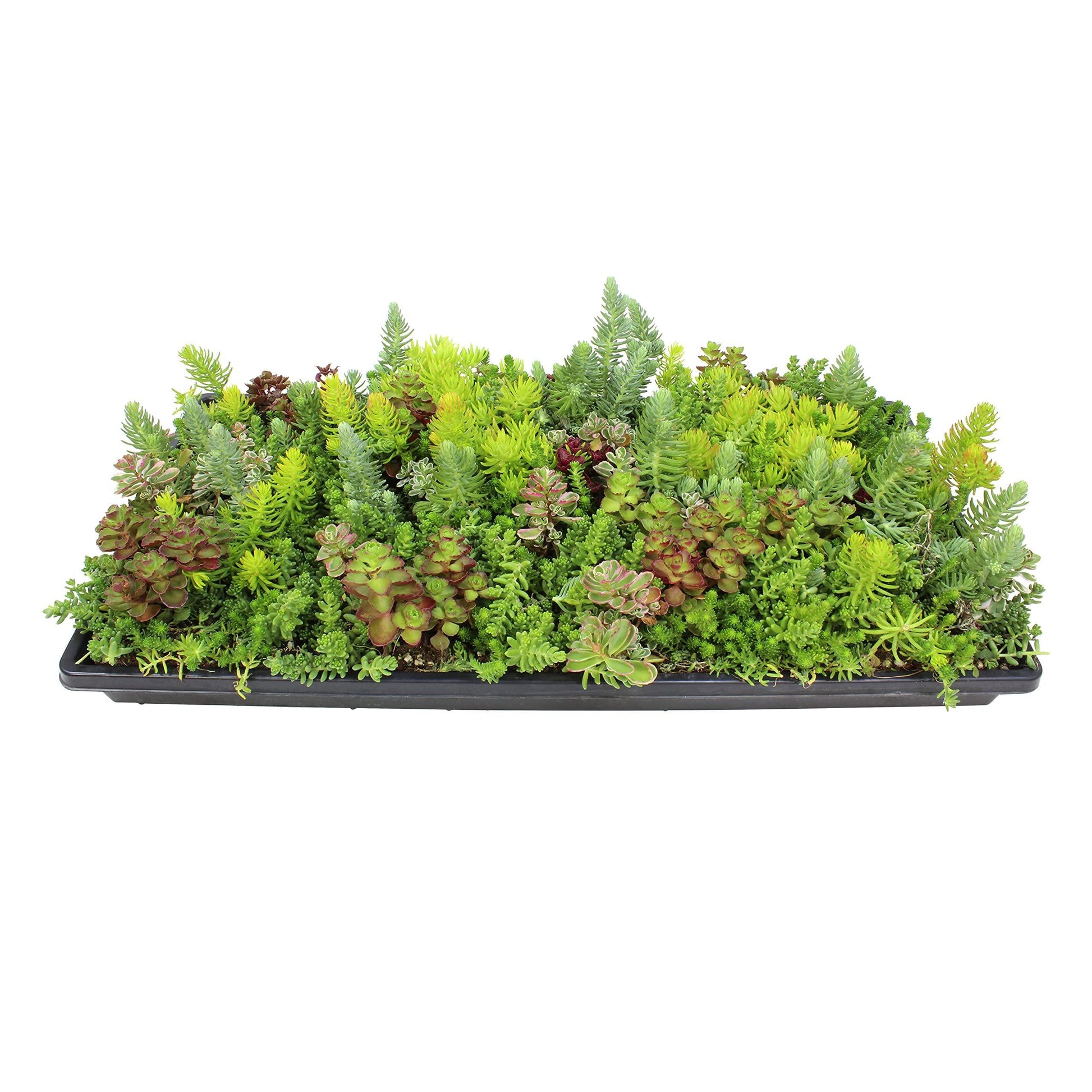 Sedum Assorted Tile - View 5 from www redcrocus com