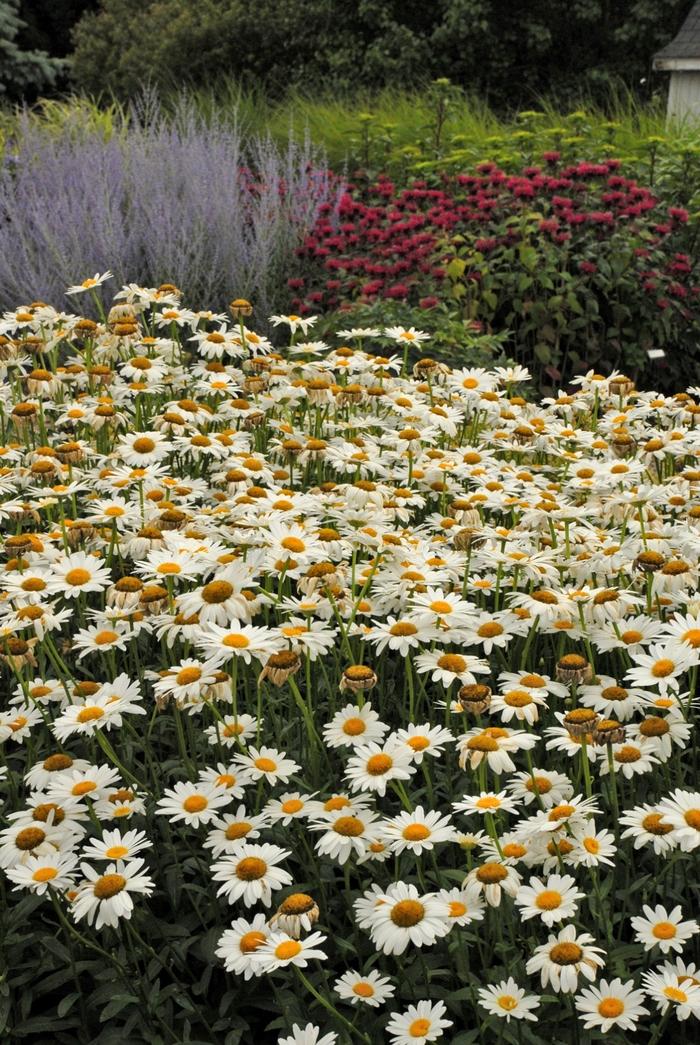 Leucanthemum X Superbum Becky - View 12 from www redcrocus com