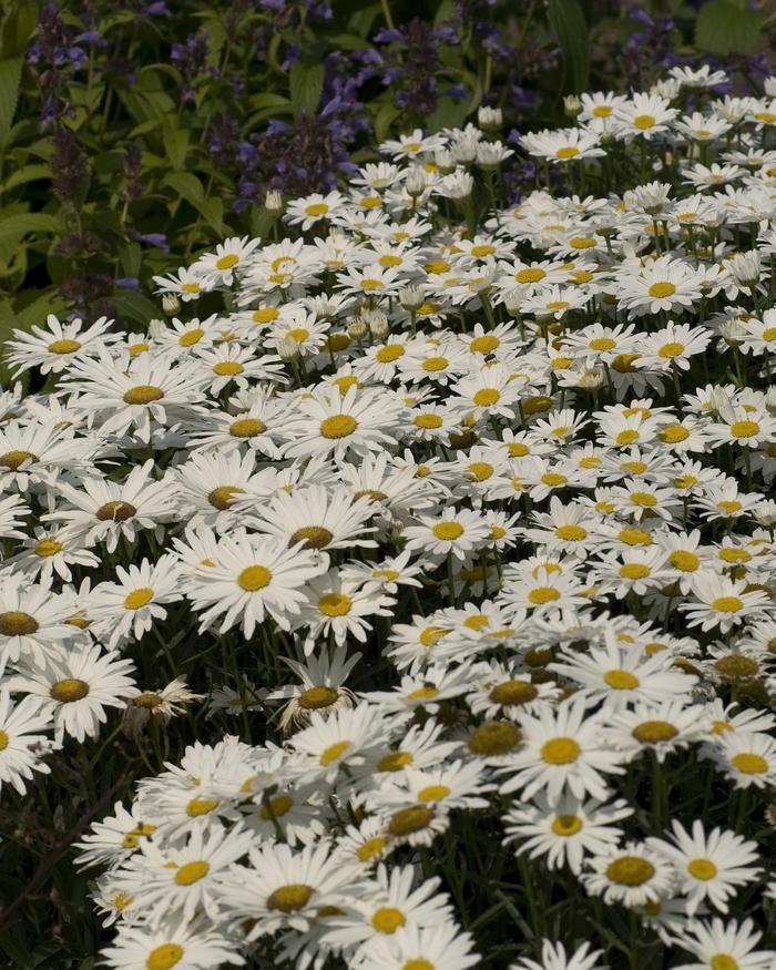 Leucanthemum X Superbum Becky - View 14 from www redcrocus com