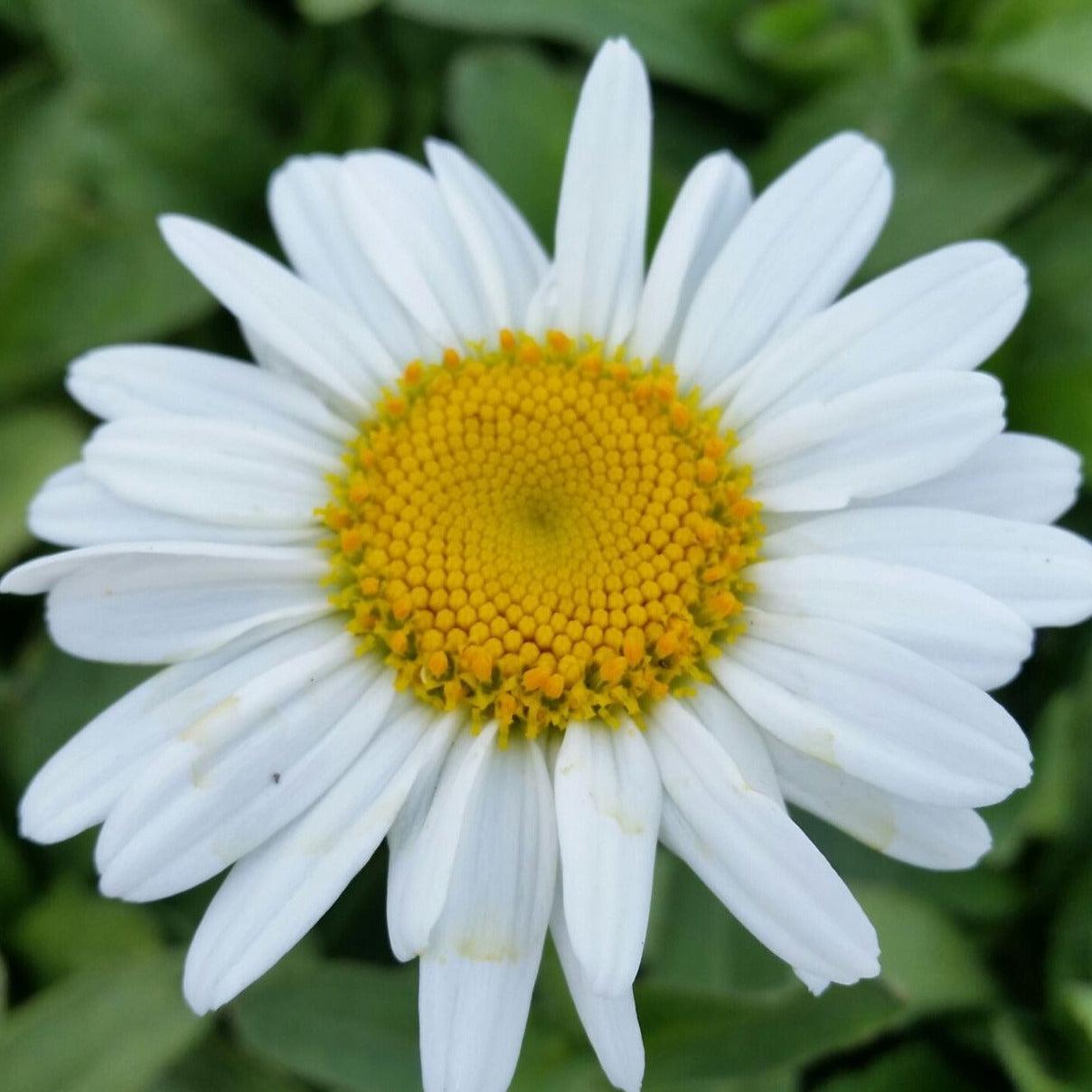Leucanthemum X Superbum Becky - View 16 from www redcrocus com