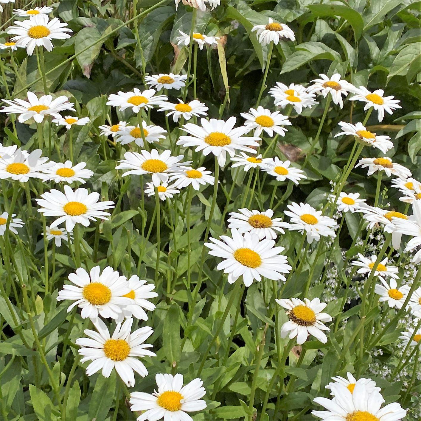 Leucanthemum X Superbum Becky - View 2 from www redcrocus com