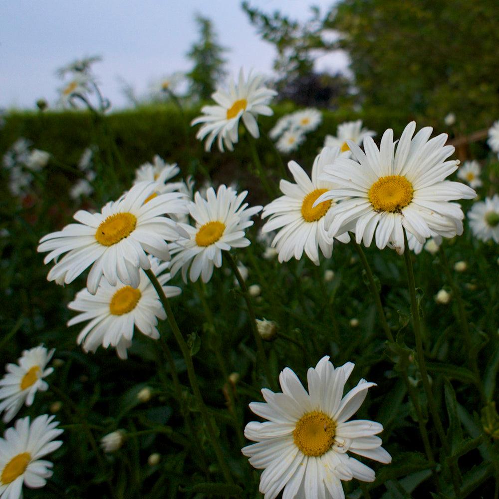 Leucanthemum X Superbum Becky - View 3 from www redcrocus com