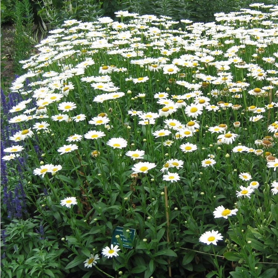 Leucanthemum X Superbum Becky - View 4 from www redcrocus com