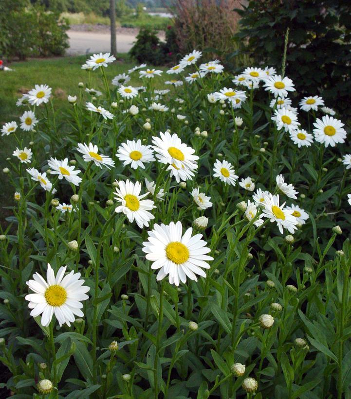 Leucanthemum X Superbum Becky - View 8 from www redcrocus com