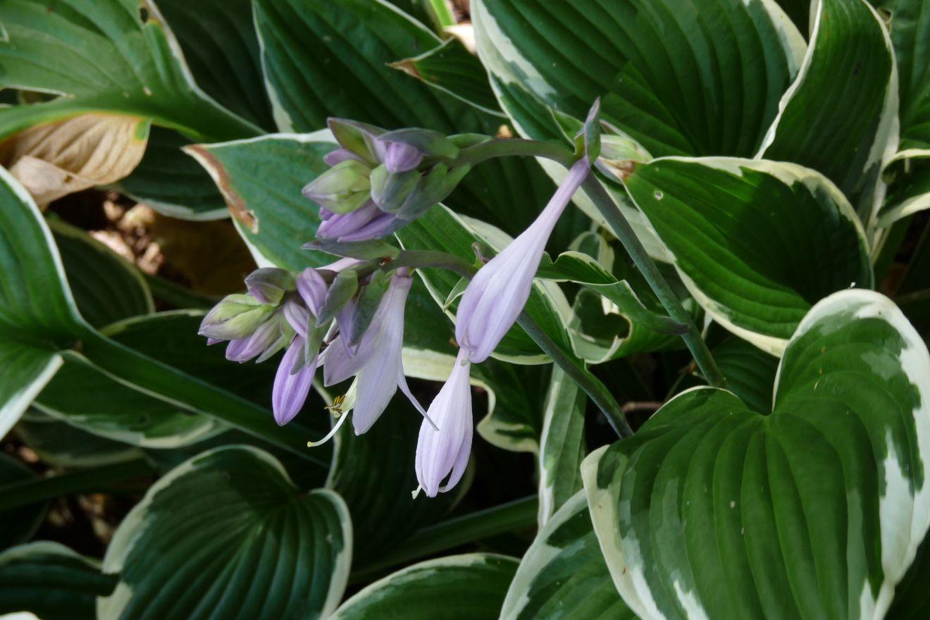 Hosta Fortunei Francee - View 18 from www redcrocus com