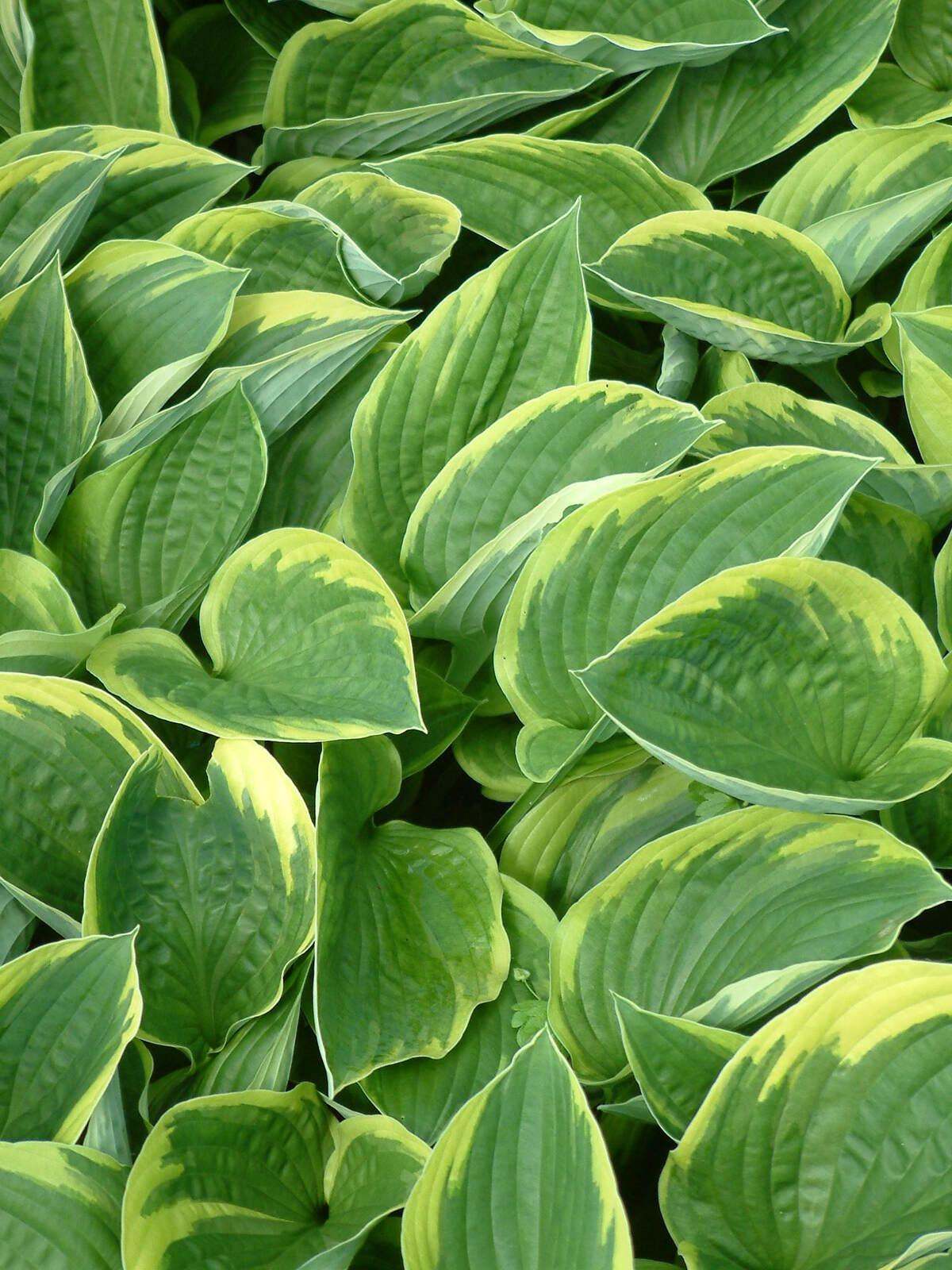 Hosta Fortunei Aureomarginata - View 10 from www redcrocus com