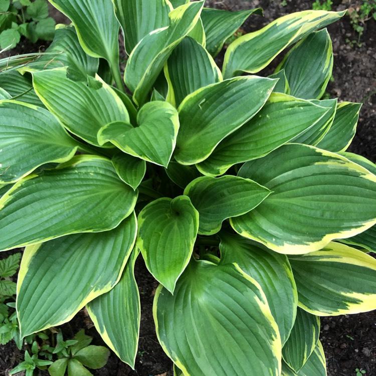 Hosta Fortunei Aureomarginata - View 11 from www redcrocus com