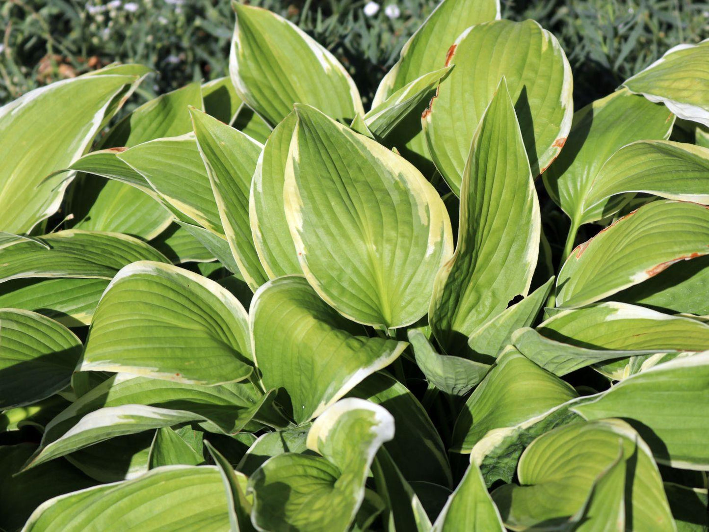 Hosta Fortunei Aureomarginata - View 16 from www redcrocus com