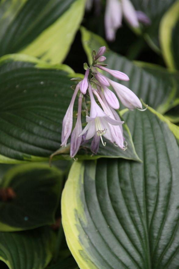 Hosta Fortunei Aureomarginata - View 19 from www redcrocus com